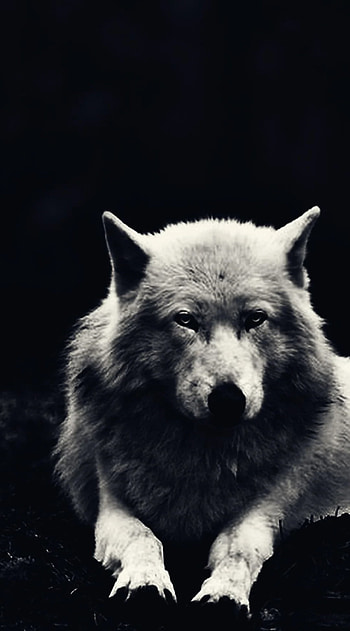 Arctic Wolf, Android Wolf , Arctic beauty, Mobile serenity HD phone wallpaper