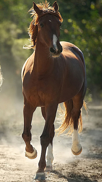 Horse 19, Pixel HD phone wallpaper