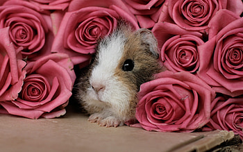 Guinea Pig animal rose pink flower ... HD wallpaper
