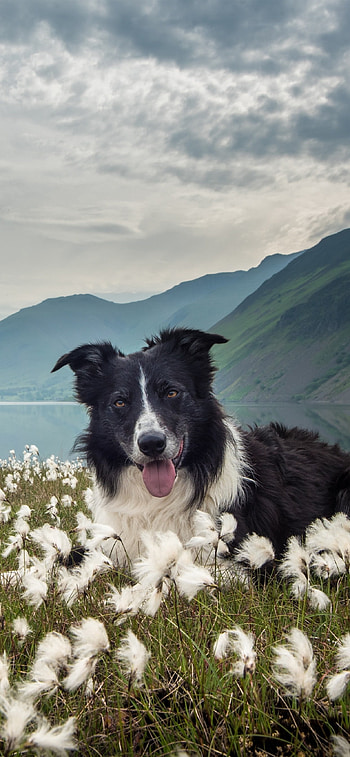 Collie cuteness, Border Collie love, Adorable screensaver HD phone wallpaper