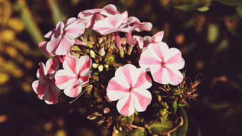 Flowers, Striped, Buds, Pot HD wallpaper