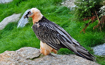 Vulture, bird, predator, powerful HD wallpaper