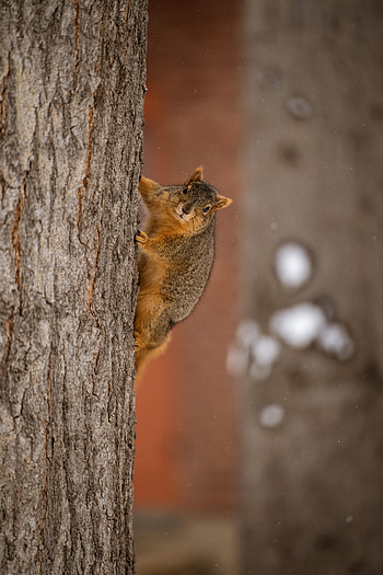 Animals, Squirrel, Wood, Tree, Brown, Animal HD phone wallpaper