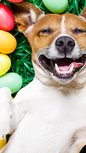 Easter dog celebration, Uplifting , Joyful atmosphere, Festive decorations HD phone wallpaper