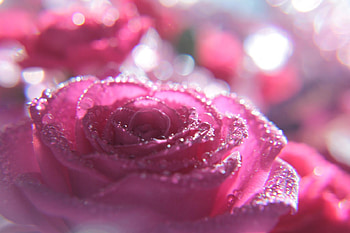 Rose, bokeh, pink, flower, trandafir HD wallpaper