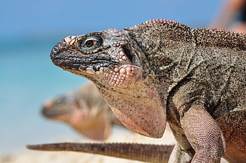 Animals, Reptile, Head, Iguana, Profile HD wallpaper