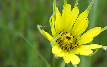 Plants, Flowers HD wallpaper