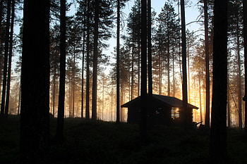 Nature, Trees, Beams, Rays, Forest, House, Hut HD wallpaper