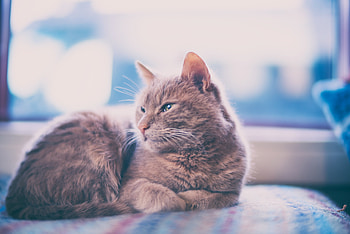 Animals, Cat, Lies, Grey HD wallpaper