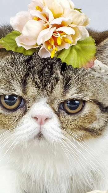 Persian Cat, Cats , Feline companions, Stylish backgrounds HD phone wallpaper