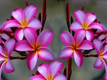 Plumeria flower, Pink beauty, Vibrant , Serene backdrop HD wallpaper