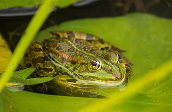 Animals, Frog, Amphibian, Tree Frog, Amphibians HD wallpaper
