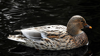 Welsh Harlequin, Ducks HD wallpaper