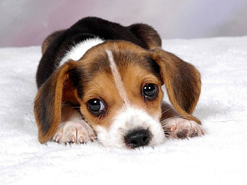 Beagle, Puppies HD wallpaper