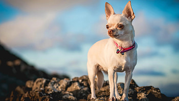 Chihuahua collars, Stylish accessories, Trendy dog fashion, Empire style HD wallpaper
