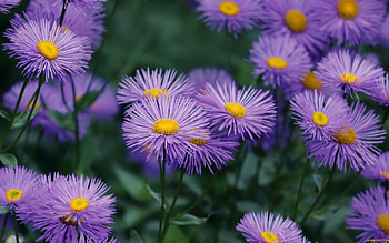Asters, purple, nature, flowers HD wallpaper
