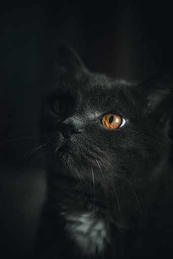 Animals, Cat, Pet, Grey, Sight, Opinion HD phone wallpaper