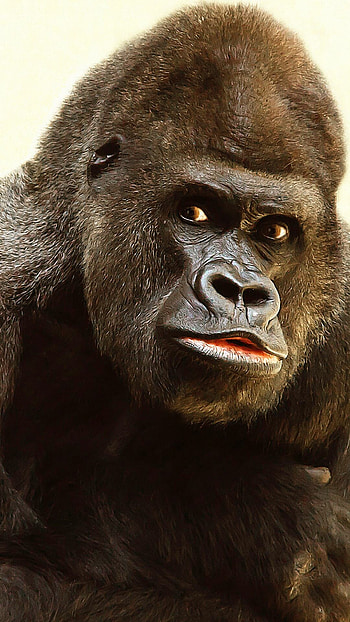Gorilla strength, Proud silverback, Jungle guardians, Primal power HD phone wallpaper