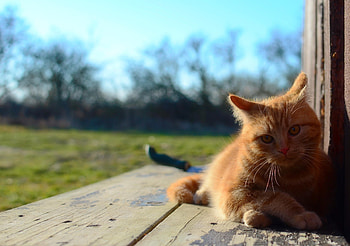 Animals, Cat, Lies, Kitty, Kitten, Redhead HD wallpaper