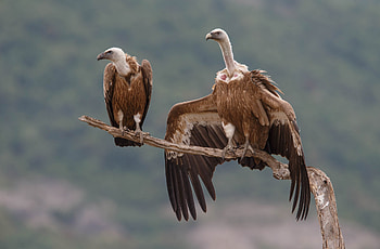 Rhodope mountains rewilding, Vulture breeding triumph, Habitat preservation, Ecological success HD wallpaper
