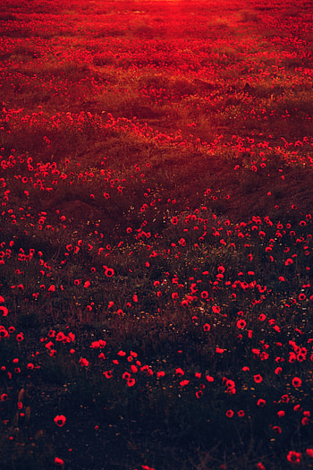 Flowers, Poppies, Bloom, Flowering, Field HD phone wallpaper
