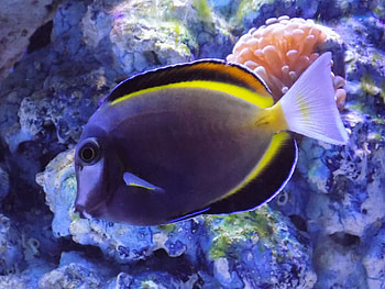 Powder Brown Tang, brown, fish, powder, tang HD wallpaper