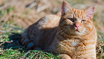 Animals, Grass, Cat, To Lie Down, Lie, Striped, Fat, Thick HD wallpaper