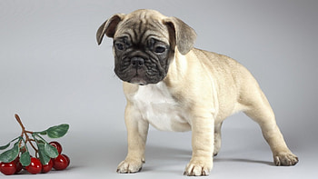 boxer or mastiff, puppy, , dogs animal, cute HD wallpaper