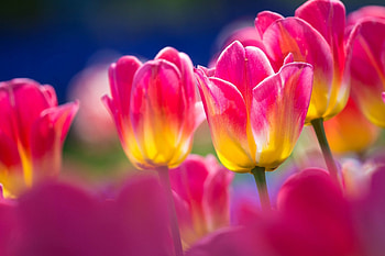 Spring Tulips, pink, yellow, flowers, tulips, Spring HD wallpaper