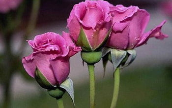 CANDY ROSES, gardens, pink, roses, threesome, flowers, trios HD wallpaper
