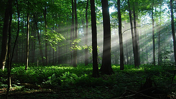 Quiet forest serenity, Cascading waterfalls, Oceanic wonders, Nature's symphony HD wallpaper