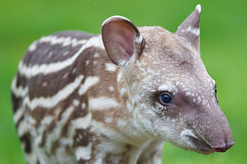 Tapir, Brazilian Tapir, Dublin Zoo, Zoo visit ideas HD wallpaper