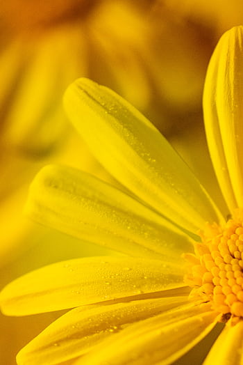 Macro of a dew-kissed yellow flower showing detailed petals and vibrant color HD phone wallpaper