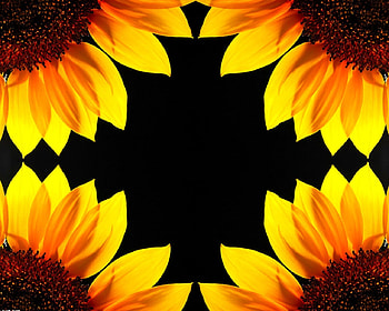 Floral art, flowers, abstract, sunflowers, art HD wallpaper