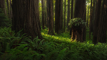 Green Fern Leaves Bushes Trees Forest Sunlight During Daytime Nature HD wallpaper