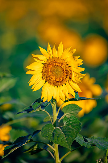 Flowers, Flower, Petals, Focus, Sunflower HD phone wallpaper