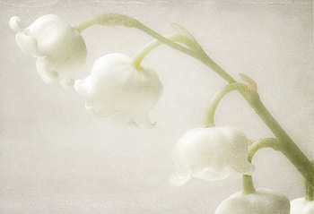 Tenderly, still life, valley, vintage, lily HD wallpaper