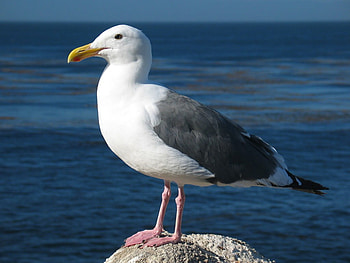 Western gult, animal, bird, nature, water HD wallpaper