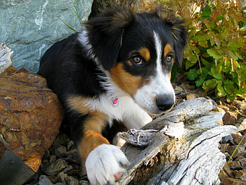 Pretty Rosie, PRETTY, WHITE, BLACK, TENDER LOOK, BEAUTIFUL, ANIMALS, BROWN, SWEET, DOGS, LOVE, GIRL, LOVELY, FOREVER HD wallpaper