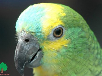 adi, birds, animals HD wallpaper