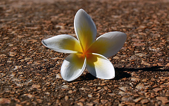 Flowers, Pebble, Flower, Petals, Shadow, Plumeria HD wallpaper
