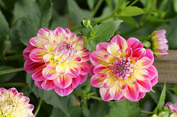 Dahlias, Flowers, Nature, Flower, Dahlia, Close up HD wallpaper