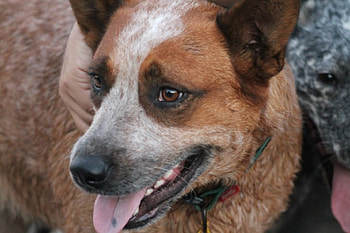 Red Australian Cattle Dog Smithfield Breed, dog, cattle, aussie, red HD wallpaper