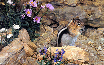 Animals, Flowers, Stones, Sit, Stripes, Streaks, Chipmunk HD wallpaper