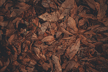 Leaves, Macro, Brown, Dry HD wallpaper