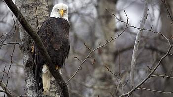 Animals, Birds, Eagles HD wallpaper