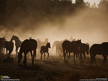 mustangs, heard of wild mustangs HD wallpaper