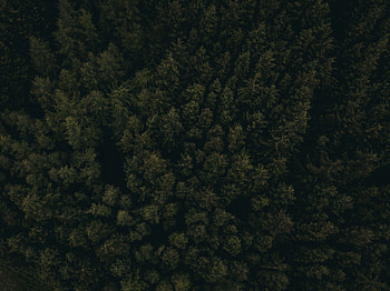 Nature, Trees, View From Above, Top, Dark, Forest, Tops HD wallpaper
