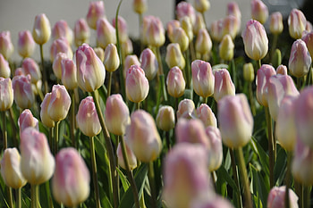 pink tulips, pink, flowers, tulips, field HD wallpaper