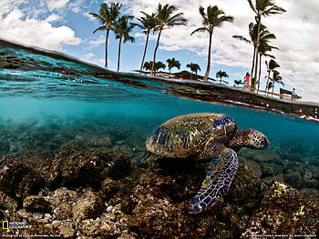 Tropical View, palms, sea, turtle, oceans, animals, tropical, beaches, view HD wallpaper